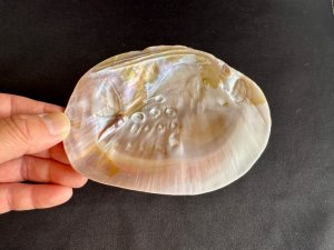 画像4: 浄化！パワーアイテム☆シェルパール / セージやお香用　Mサイズc