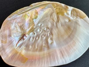 画像3: 浄化！パワーアイテム☆シェルパール / セージやお香用　Mサイズc