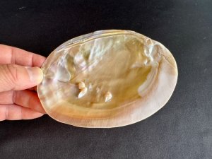 画像4: 浄化！パワーアイテム☆シェルパール / セージやお香用　Mサイズb