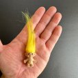 画像2: 色別☆願いを叶える北欧の妖精トロール人形 黄●金運