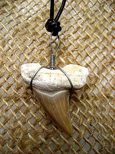 サーファー！勇気のお守り★サメの歯化石チョーカー