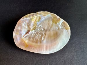 画像: 浄化！パワーアイテム☆シェルパール / セージやお香用　Mサイズc